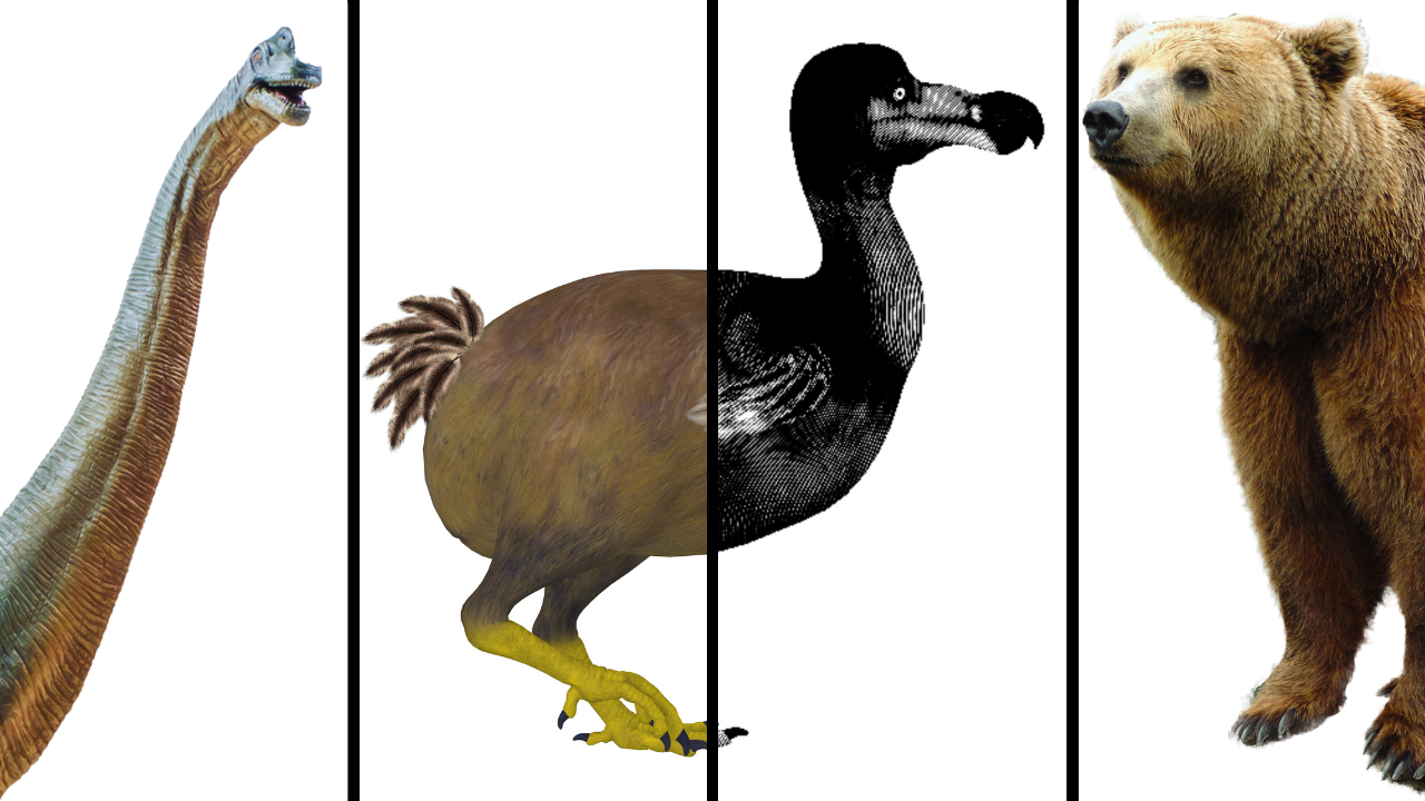 Arte y ciencia se alían para conocer especies extintas en la Noche de los investigadores 2023 Arte y ciencia se alían para conocer especies extintas en la Noche de los investigadores 2023