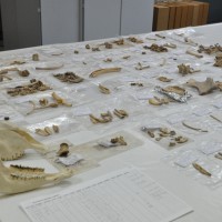 La cueva de Els Trocs en Huesca fue ocupada estacionalmente por los primeros pastores trashumantes documentados en Europa, según se desprende de una investigación en la que trabaja Marta Moreno (IH)