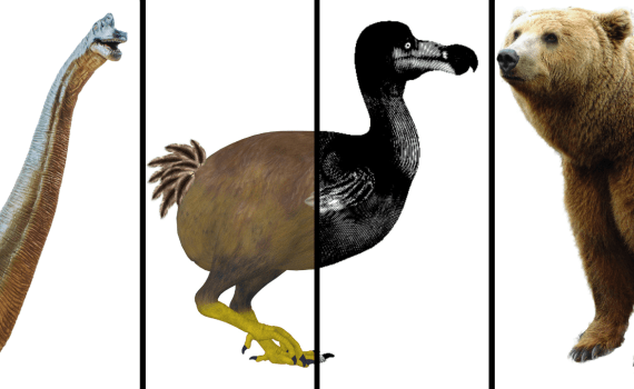 Arte y ciencia se alían para conocer especies extintas en la Noche de los investigadores 2023