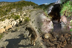 Cueva els trocs Conferencia: "Con pastores y ovejas en la vereda de la neolitización: evidencias arqueológicas de la Cueva de Els Trocs, Bisaurri, Huesca"